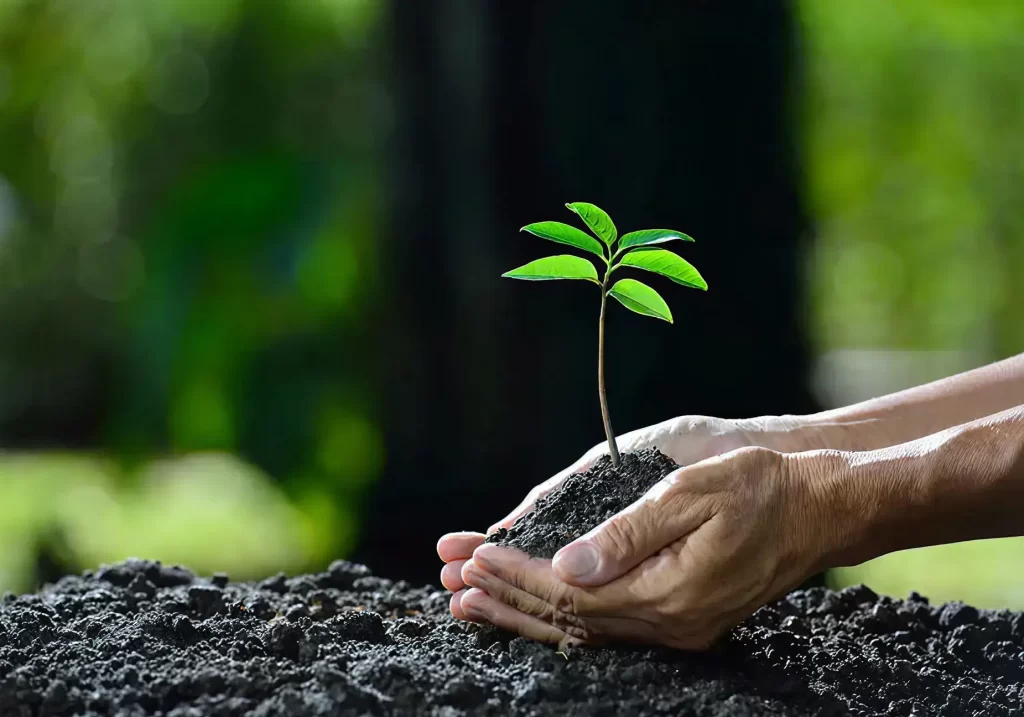 Cuidando las plantas